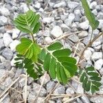 Phyllanthus urinaria Leaf