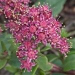 Sedum telephium Blomma