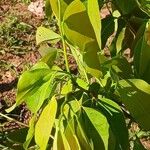 Hymenaea courbaril Leaf