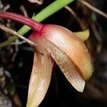 Maxillaria sanguinea Cvet