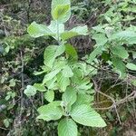 Sorbus chamaemespilus Folio