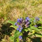 Gentiana cruciataFlower