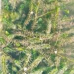 Elodea densa 葉