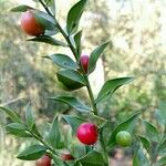 Ruscus aculeatusമറ്റ്