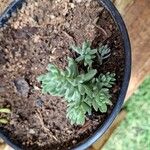 Sedum hispanicum Листок