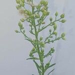 Conyza floribunda Owoc