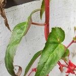 Begonia boliviensis Leaf