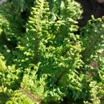 Dryopteris oreades Blad