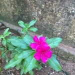 Catharanthus roseusFlower