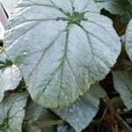 Begonia hirtella Blad