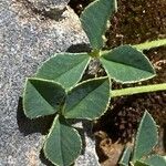 Trifolium uniflorum Hoja