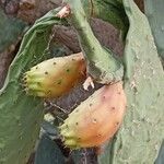 Opuntia ficus-indica果