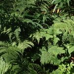 Dryopteris dilatata ശീലം