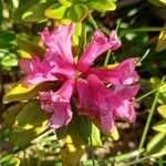 Rhododendron ferrugineum Blodyn