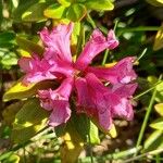 Rhododendron ferrugineum Цветок