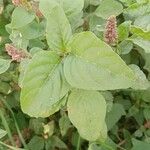 Amaranthus deflexus Feuille