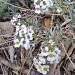 Hornungia alpina Blüte