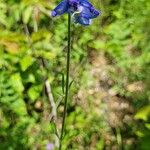 Delphinium carolinianum Corteccia