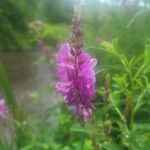 Desmodium canadense Çiçek