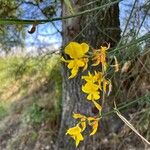 Genista aetnensis Flower