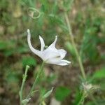 Delphinium pubescens 花