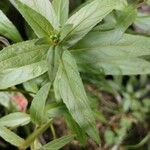 Epilobium ciliatum पत्ता