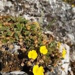 Potentilla incana Habitus