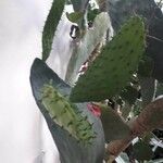 Opuntia triacanthos Leaf