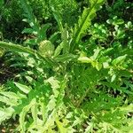 Cynara scolymus Folla