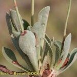 Limonium legrandii Other