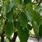 Cinnamomum camphora List