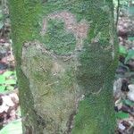 Poecilanthe hostmannii Corteza