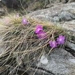 Primula wulfeniana Flower