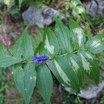 Gentiana asclepiadea Fiore