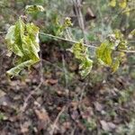 Hamamelis virginianaBlatt