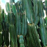 Cereus hildmannianus Folha