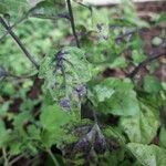 Scutellaria purpurascens Leaf