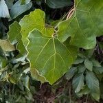 Rhoicissus tomentosa Leaf
