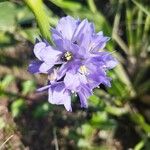 Pontederia hastata Flor