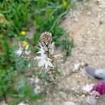 Asphodelus ramosus Λουλούδι