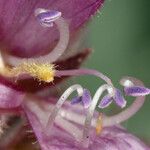 Penstemon monoensis Flower