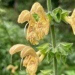 Salvia glutinosa Blüte