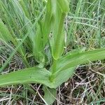 Epipactis palustris Hoja
