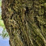 Salix × pendulina Žievė