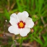 Sida linifolia Blüte