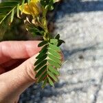 Chamaecrista fasciculata Blatt