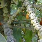 Phragmanthera usuiensis पत्ता