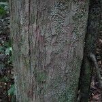 Chaetocarpus schomburgkianus Corteza
