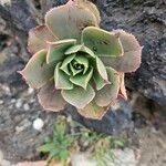 Aeonium percarneum Blad