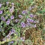 Mentha pulegium Blüte